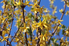 Frühling, Einzelhandel, Marketing