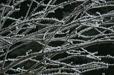 Weihnachten, Winter, Ast, Reif, kalt