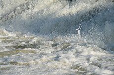 Muster, Coaching, Beratung, Coach