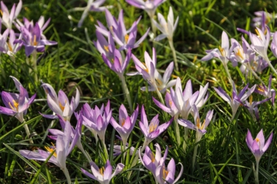 Eilenburg bei Leipzig - Frühling Zeit für Veränderung, Zeit für Coaching?